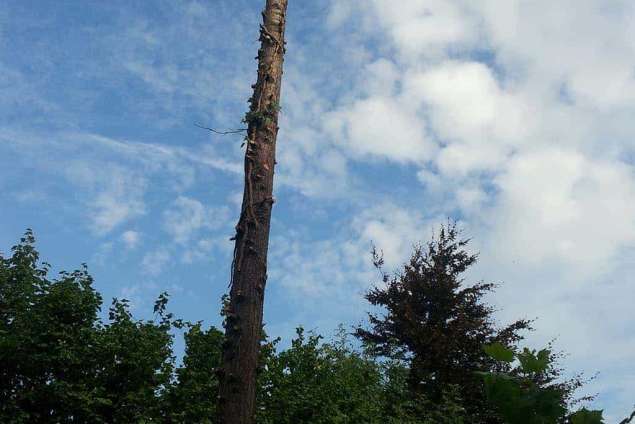 rooien en kappen van coniferen bomen in Breda